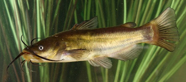 Ameiurus melas_03.jpg